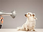soins chiens